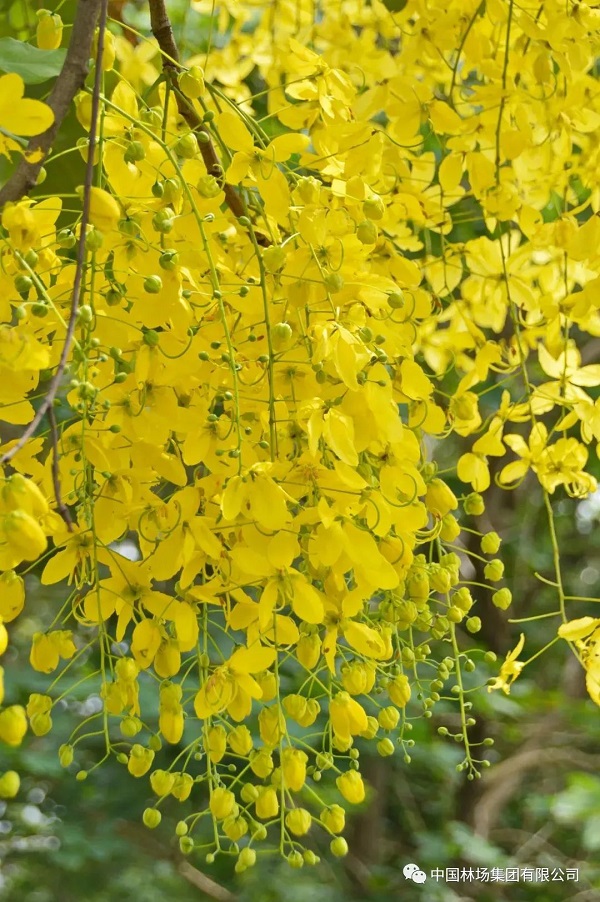 阿勃勒——《良凤江植物志》