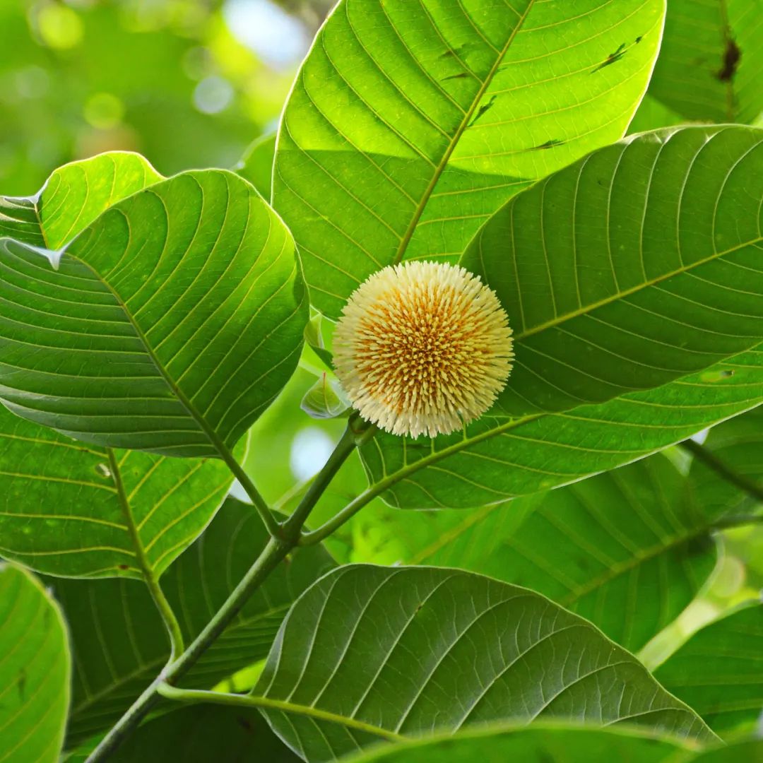 品牌建设｜团花——《良凤江植物志》