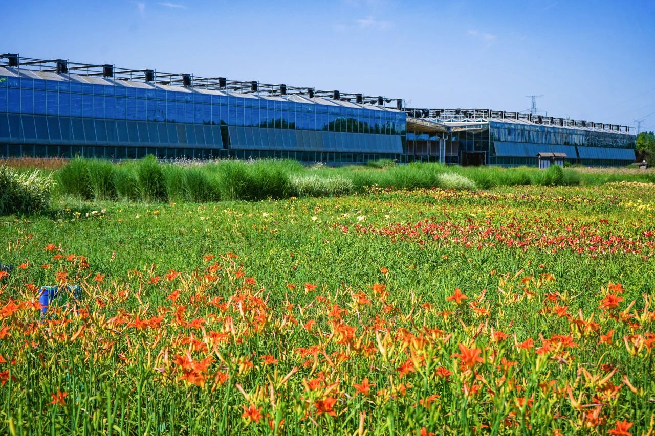 林草生态|秦岭生命共同体生态科研基地五彩斑斓的萱草